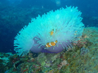 珊瑚の白化現象