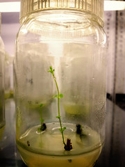 Tissue culture growing plant in MS media from stem