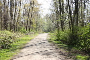 Fototapeta na wymiar Forest path large