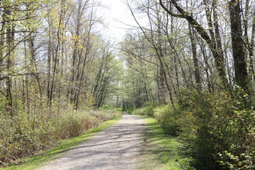 Obraz premium Shadow trees over pathway 