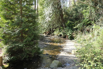 Small river in the forest ravine