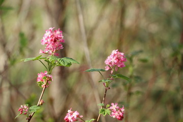 Bushy pink flower pair