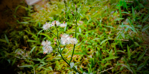 Grass and flowers left in an natural forest of World  