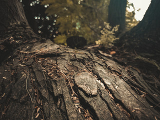 Árbol al infinito