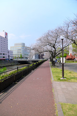 桜の木が咲く遊歩道と憩いの場