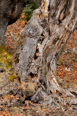 dry tree trunk in the forest on the hill