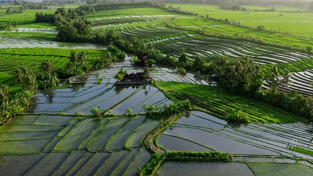 Aerial View At Rice Terraces Full Of Water In Deep Jungle, Bali, Indonesia. Grass Is Green And Juicy Rounded With Tropic Plants And Trees. Small Wild River Gives Water To All Farm. Bali, Indonesia