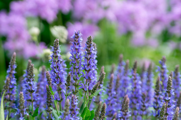 Obraz premium Sage in the summer garden