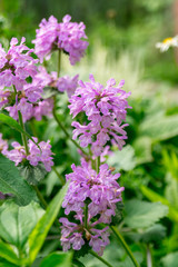 Fototapeta premium Lilac betonica in the summer garden