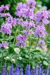 Lilac betonica in the summer garden
