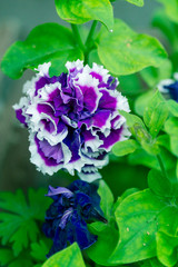 Purple terry petunias in the summer garden