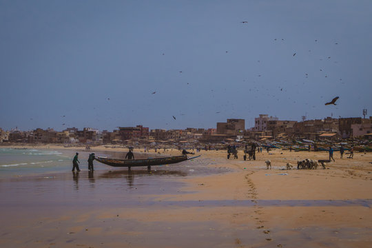 A group of Senegalese fishermen are pulling a typical fishing boat called piraga or pirogue in water. Beach crowded with people, carts and birds in the sky. Yoff suburb in the background.