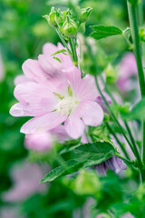 Wild mallow in the summer garden