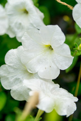 White petunias with water drops
