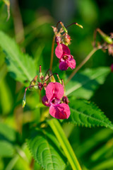 Impatien flowers in the summer garden