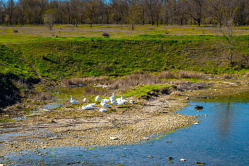 A flock of white domestic geese grazing by the pond