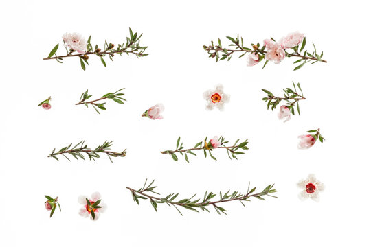 collection of New Zealand manuka tree flowers in bloom isolated on white background