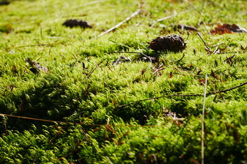 Close up shot of moss on forest floor