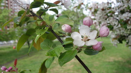 An Apple tree blooms on a branch with green leaves
