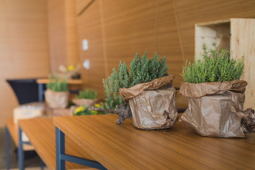Green decor or decoration wrapped in paper bags on a desk at a brunch time on a business meeting or conference. Serving tables in the background.