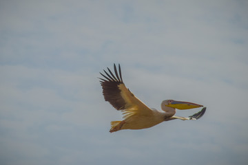 Single pelican in flight, surrounded by clouds on the sky. Pelicans in Djoudj national park in Senegal, Africa.
