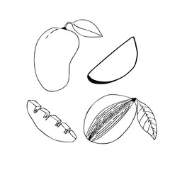 Hand drawn set of mango. Vector illustration.
