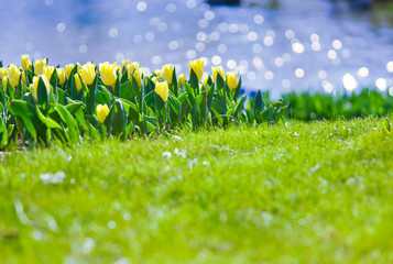 水辺で咲く黄色いチューリップ1