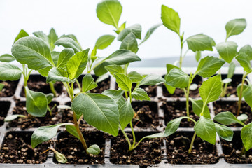Gardening. Young plants of flower (dahlia seedlings) in pots with soil
