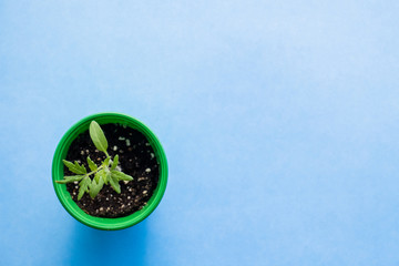 Gardening Seedling of tomato in a green pot on a blue background. Small, young plant. View from above