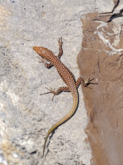 lizard basks in the sun
