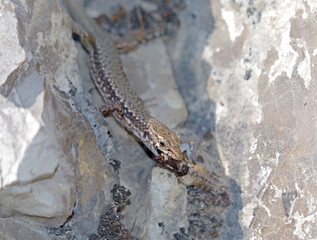 A lizard eats an insect