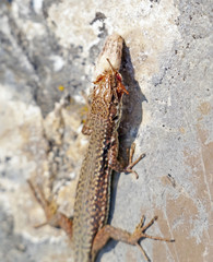 A lizard eats an insect
