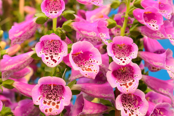 Pink digitalis or foxglove flowers.