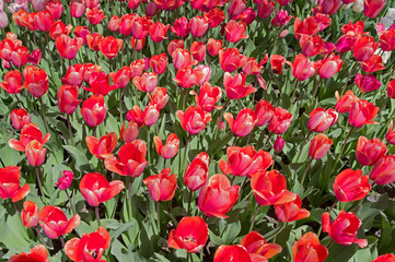 flowerbed of tulips spring flowers