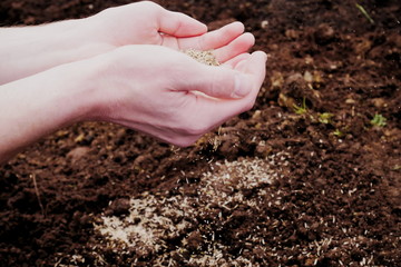Hands scattering seeds over rich brown soil