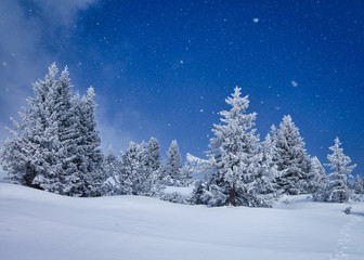 winter landscape with trees