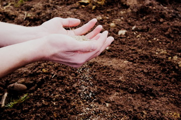 Hands scattering seeds over rich brown soil