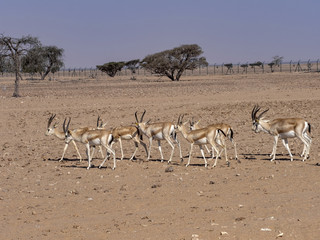 Fototapeta na wymiar Small herd of Arabian sand gazelle, Gazella marica, Al Wusta Wildlife Reserve, Oman