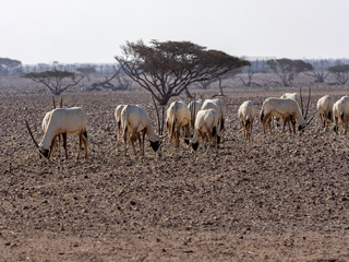Obraz na płótnie Canvas Breeding group Arabian Oryx, Oryx leucoryx, Al Wusta Wildlife Reserve, Oman