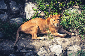 Fototapeta na wymiar Resting female lion