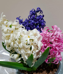 Flowering spring garden color hyacinth