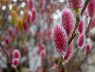 red pussy willow catkins