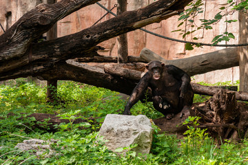 Sitting female gorilla © M