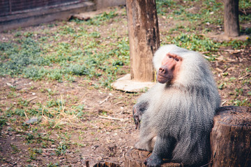 Sitting Hamadryas baboon © M