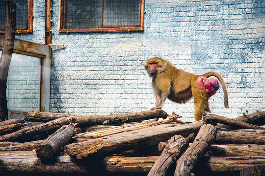 Female Hamadryas baboon