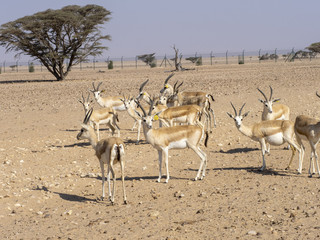 Small herd of Arabian sand gazelle, Gazella marica, Al Wusta Wildlife Reserve, Oman