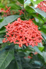 red Ixora coccinea flower in nature garden