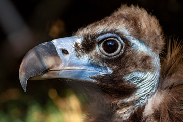Griffon vulture in a detailed portrait