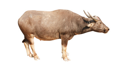 A separate buffalo on a white background    