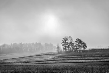 misty morning  black and white